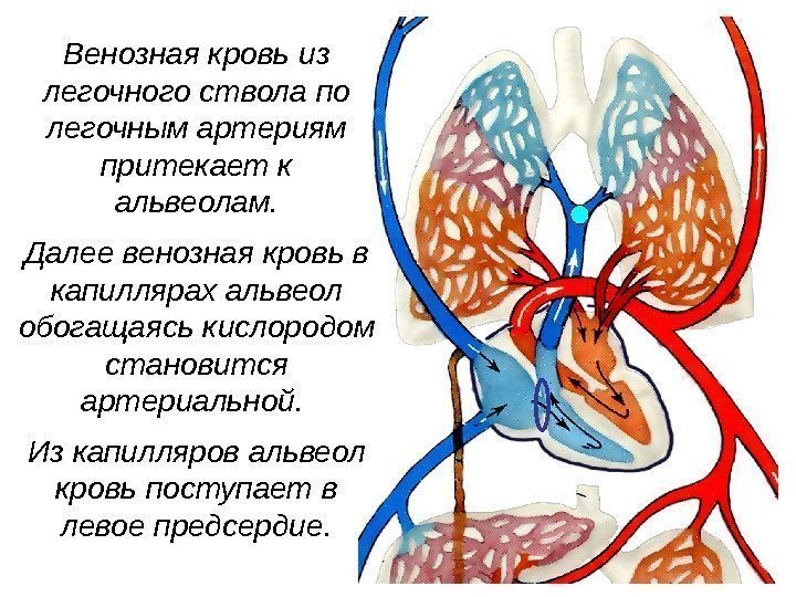   Венозная кровь  из легочного ствола по легочным артериям притекает к альвеолам.