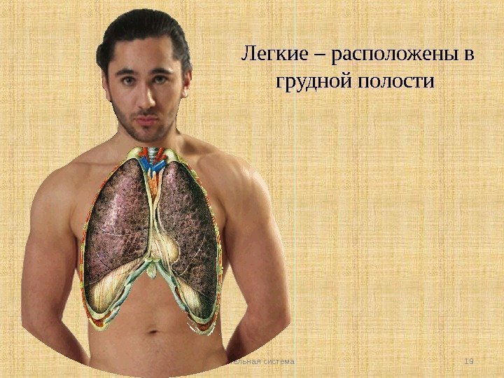 Дыхательная система 19 Легкие – расположены в грудной полости 