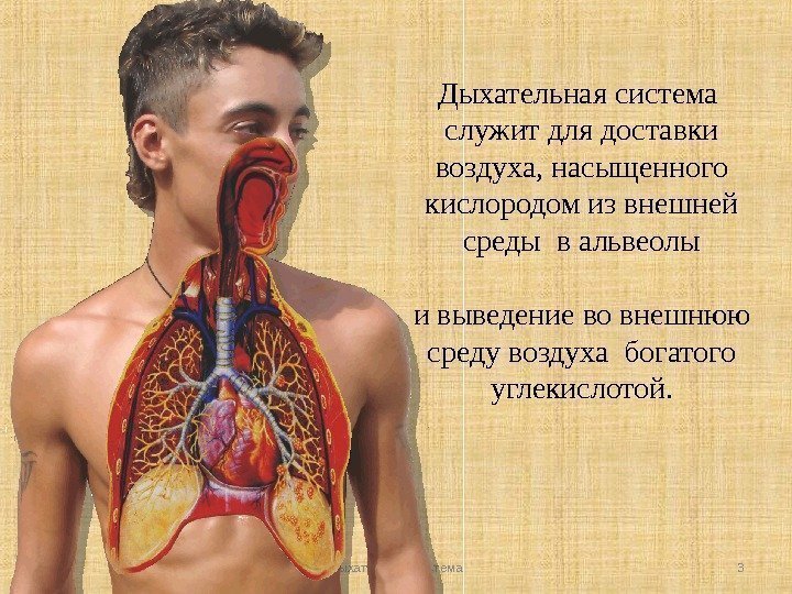 Дыхательная система служит для доставки воздуха, насыщенного кислородом из внешней среды в альвеолы 