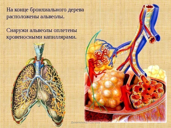 Дыхательная система 22 На конце бронхиального дерева расположены альвеолы.  Снаружи альвеолы оплетены кровеносными