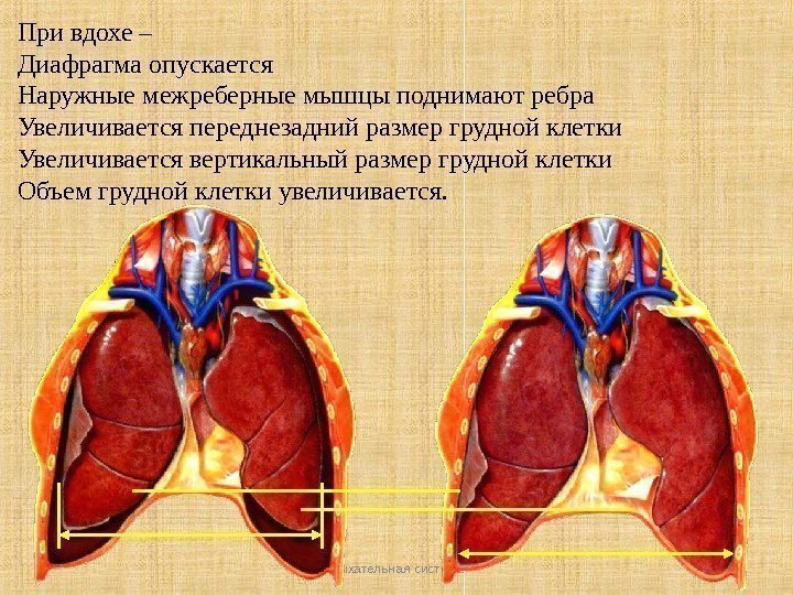 Дыхательная система 27 При вдохе – Диафрагма опускается Наружные межреберные мышцы поднимают ребра Увеличивается