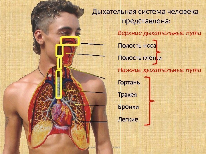 Верхние дыхательные пути Полость носа Полость глотки Нижние дыхательные пути Гортань Трахея Бронхи Легкие
