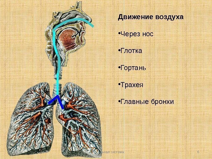 Дыхательная система 6 Движение воздуха • Через нос • Глотка • Гортань • Трахея