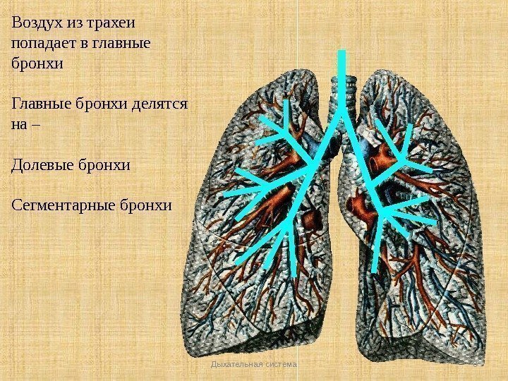 Дыхательная система 8 Воздух из трахеи попадает в главные бронхи Главные бронхи делятся на