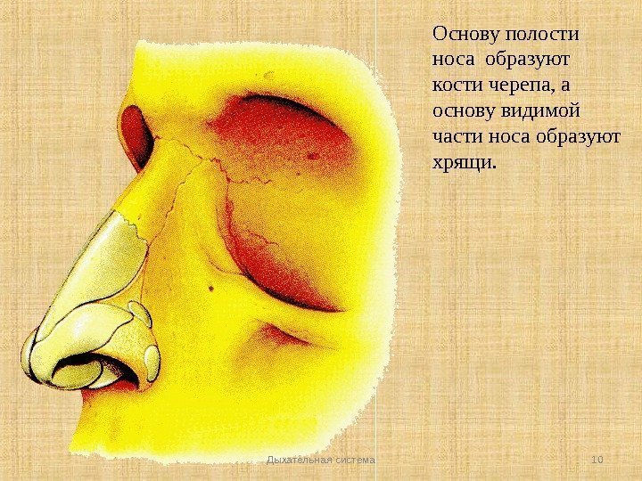 Основу полости носа образуют кости черепа, а основу видимой части носа образуют хрящи. Дыхательная