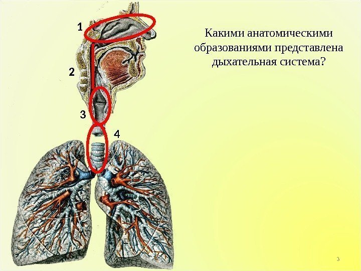 3 Какими анатомическими образованиями представлена дыхательная система? 1 2 3 4 