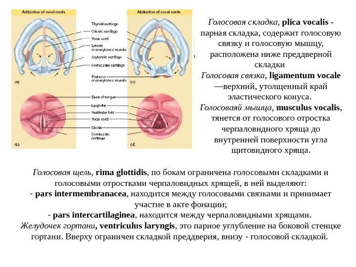   Голосовая складка,  plica vocalis -  парная складка,  содержит голосовую