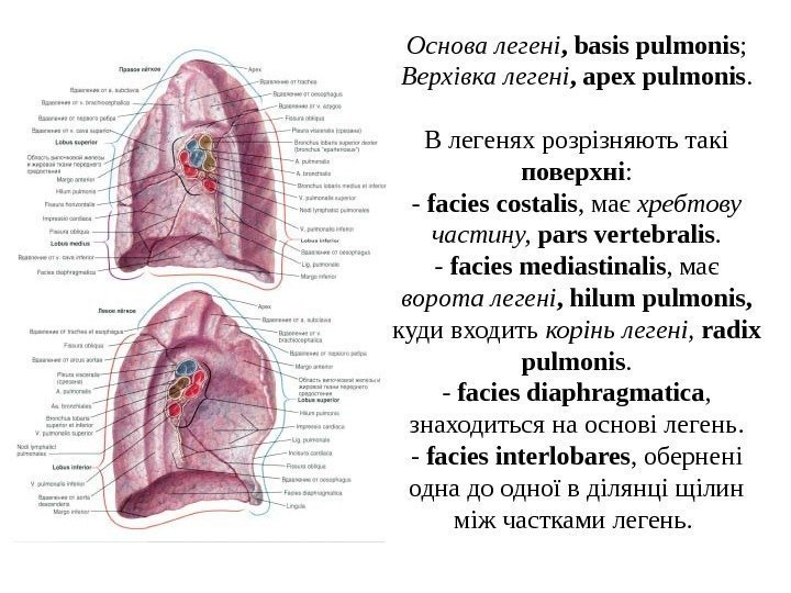   Основа легенi , basis pulmonis ; Верхiвка легенi , apex pulmonis. В