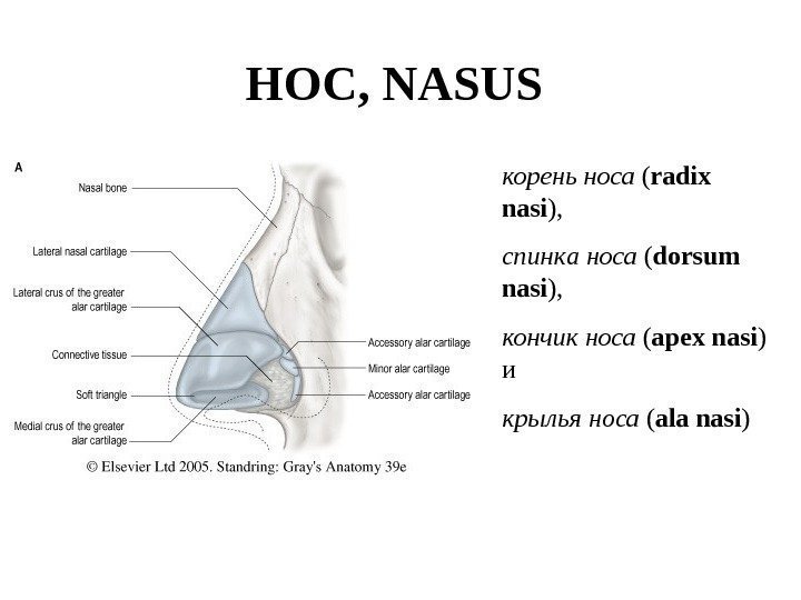   НОС, NASUS  корень носа ( radix nasi ),  спинк a