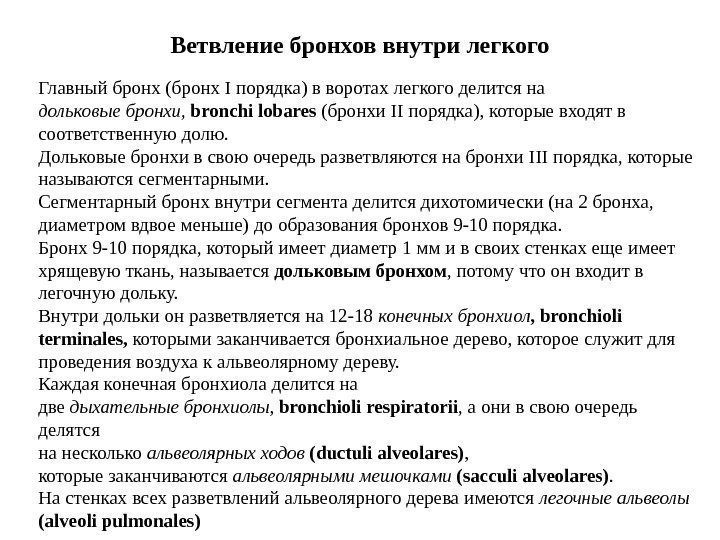   Ветвление бронхов внутри легкого Главный бронх (бронх I порядка) в воротах легкого