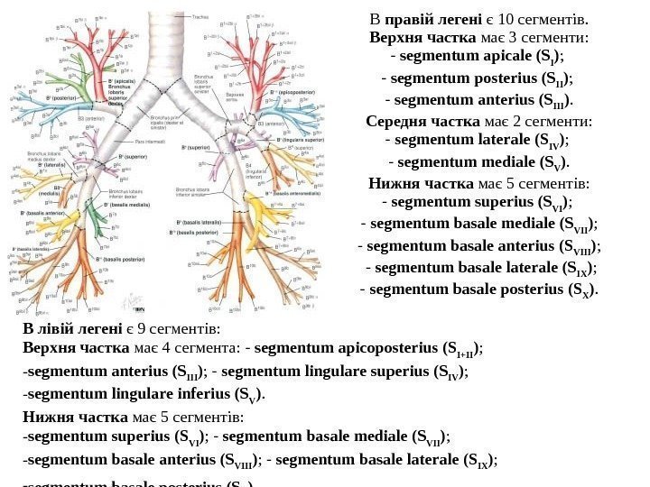  В правiй легенi є 10 сегментiв. Верхня частка має 3 сегменти: -