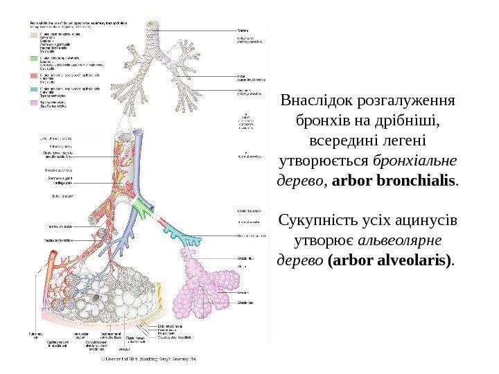   Внаслiдок розгалуження бронхiв на дрiбнiшi,  всерединi легенi утворюється бронхiальне дерево, 