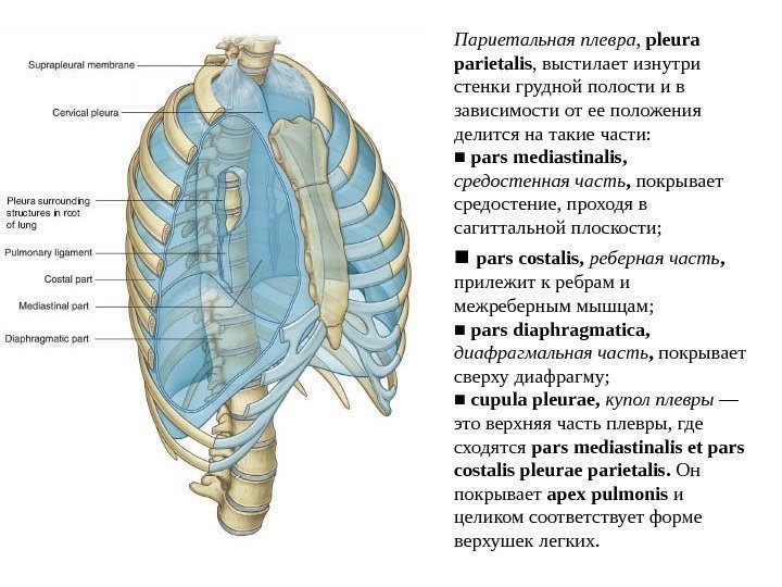   Париетальная плевра ,  pleura parietalis , выстилает изнутри стенки грудной полости