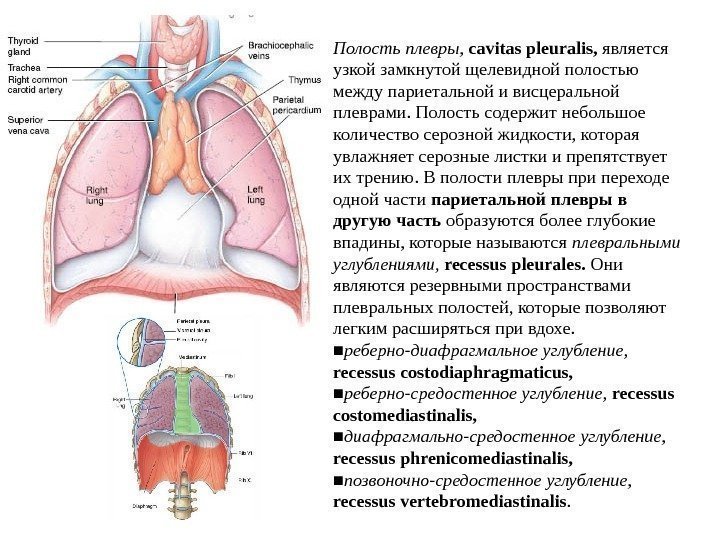   Полость плевры,  cavitas pleuralis,  является узкой замкнутой щелевидной полостью между