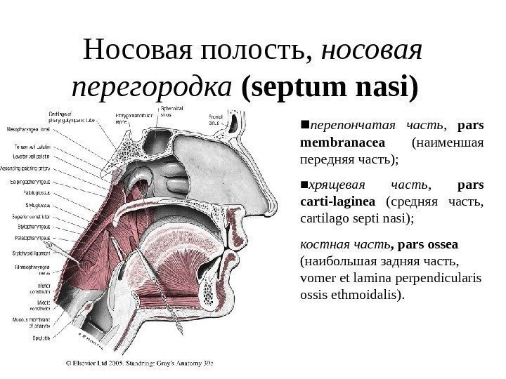   Носовая полость ,  носовая перегородка (septum nasi) ■ перепончатая часть ,