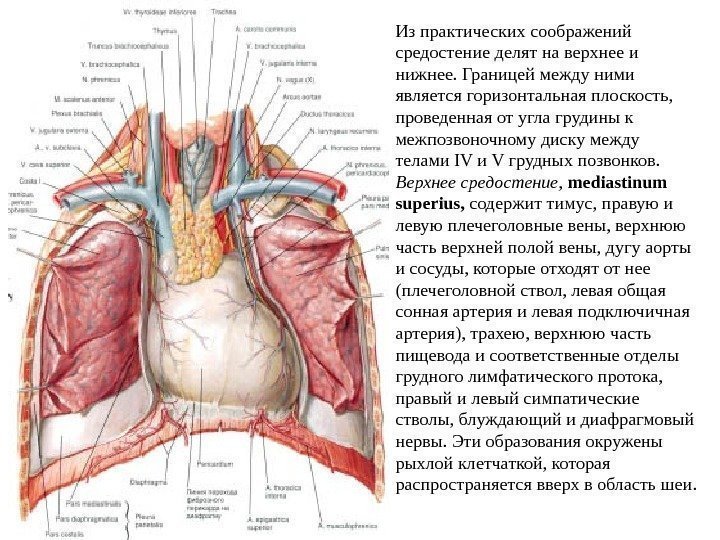   Из практических соображений средостение делят на верхнее и нижнее. Границей между ними