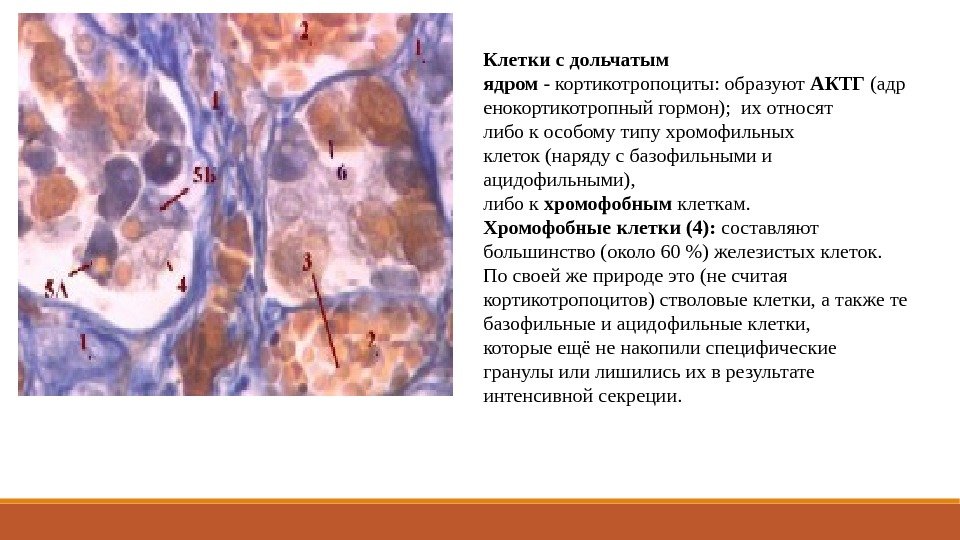 Клетки с дольчатым ядром - кортикотропоциты: образуют АКТГ (адр енокортикотропный гормон);  их относят