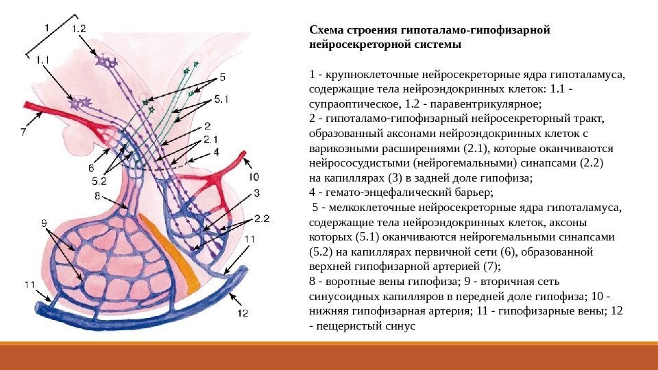 Схема строения гипоталамо-гипофизарной нейросекреторной системы 1 - крупноклеточные нейросекреторные ядра гипоталамуса,  содержащие тела