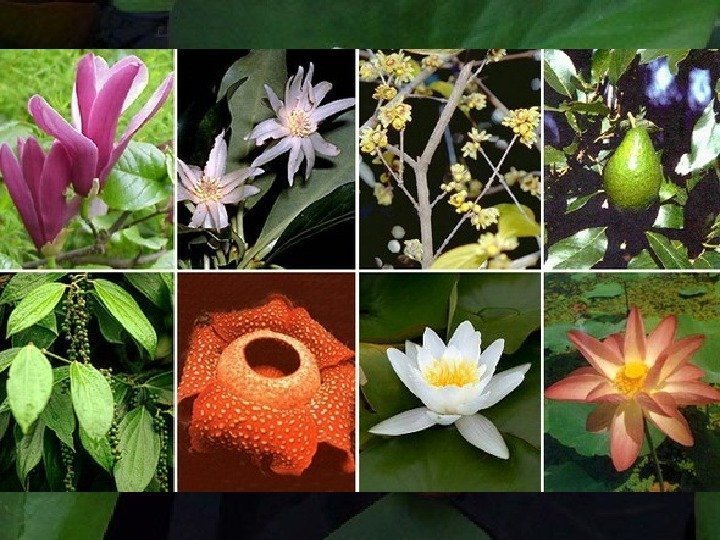 Квіткових рослин на Землі набагато більше, ніж усіх інших разом взятих 