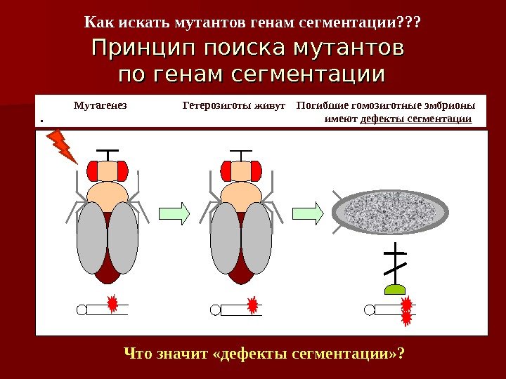 Принцип поиска мутантов по генам сегментации   Мутагенез    Гетерозиготы живут