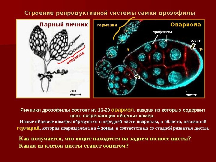 Строение репродуктивной системы самки дрозофилы Парный яичник Овариолагермарийовариола трофоциты ооцит 200 мкм 20 мкм