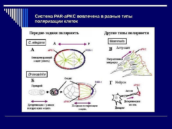 Система PAR-a. PKC вовлечена  в  разные  типы  поляризации  клеток