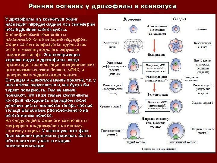 Ранний оогенез у дрозофилы и ксенопуса У  дрозофилы и у ксенопуса ооцит наследует