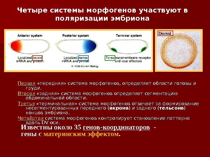 Первая  «передняя» система морфогенов, определяет области головы и груди.  Вторая  «задняя»