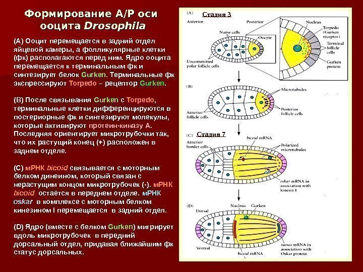 Формирование  А/Р оси  ооцита Drosophila (А) Ооцит перемещается в задний отдел яйцевой