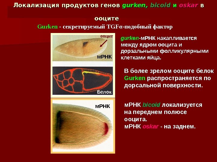 Локализация продуктов генов gurken , , bicoid  и и oskar  в в