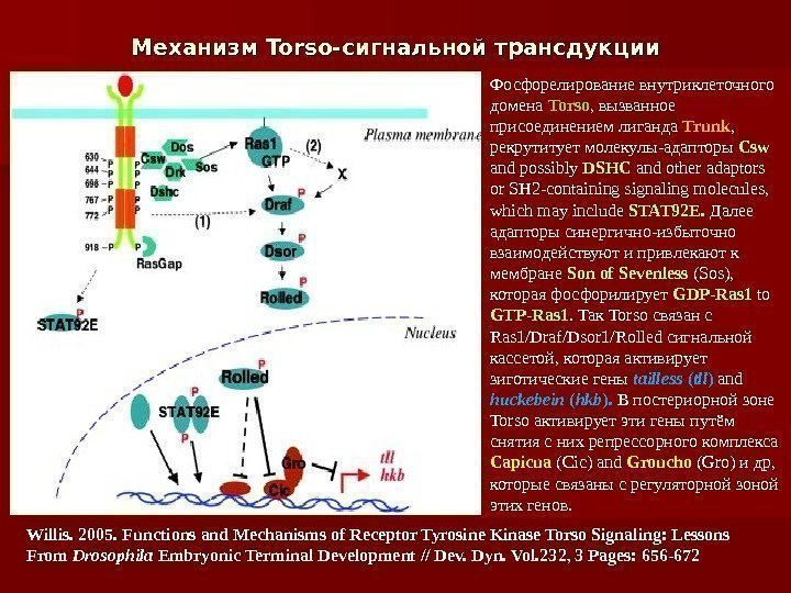 Механизм Torso- сигнальной трансдукции Willis.  200 5. Functions and Mechanisms of Receptor Tyrosine