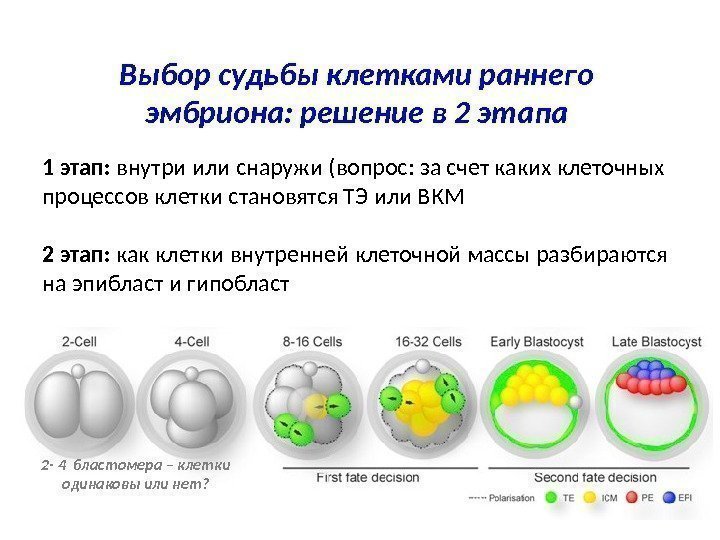 Выбор судьбы клетками раннего эмбриона: решение в 2 этапа 1 этап:  внутри или
