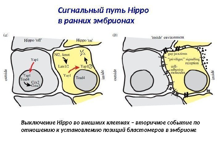 Сигнальный путь Hippo в ранних эмбрионах Выключение Hippo во внешних клетках – вторичное событие