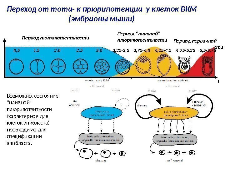 Переход от тоти- к прюрипотенции у клеток ВКМ (эмбрионы мыши) Период первичной плюрипотентности 4