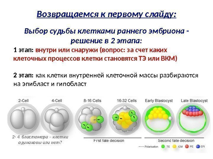 Возвращаемся к первому слайду: Выбор судьбы клетками раннего эмбриона - решение в 2 этапа:
