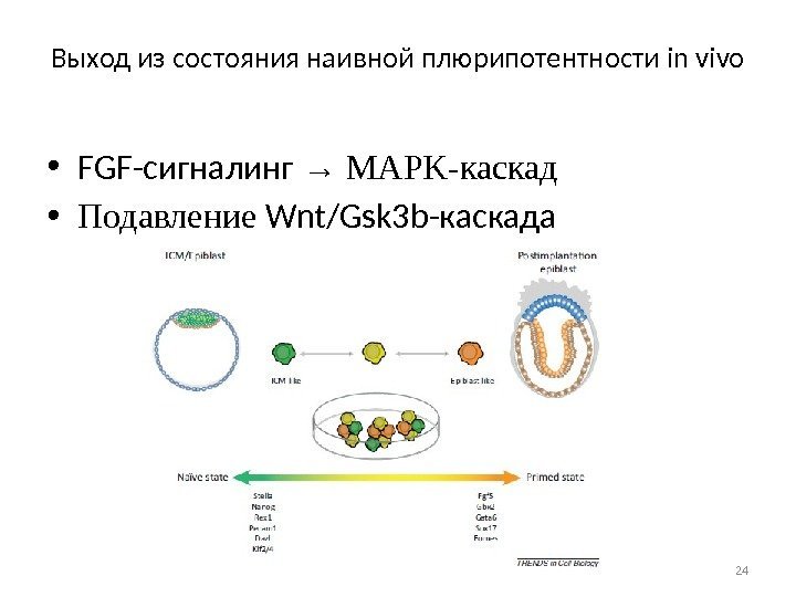 Выход из состояния наивной плюрипотентности in vivo • FGF-сигналинг → MAPK-каскад • Подавление Wnt/Gsk
