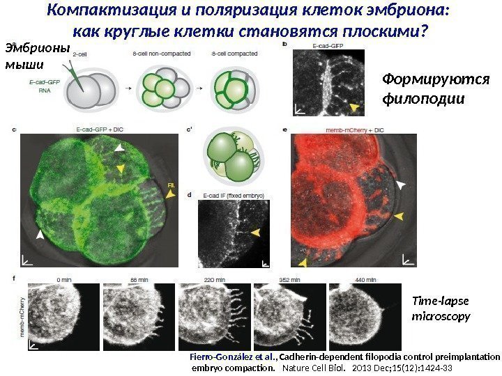 Компактизация и поляризация клеток эмбриона:  как круглые клетки становятся плоскими? Fierro-González et al.