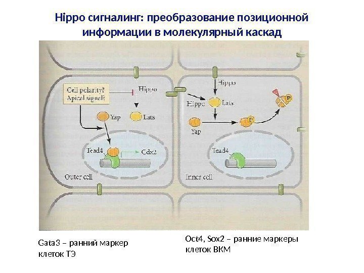 Hippo сигналинг: преобразование позиционной информации в молекулярный каскад Gata 3 – ранний маркер клеток
