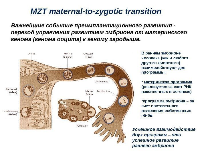 Важнейшие событие преимплантационного развития - переход управления развитием эмбриона от материнского генома (генома ооцита)