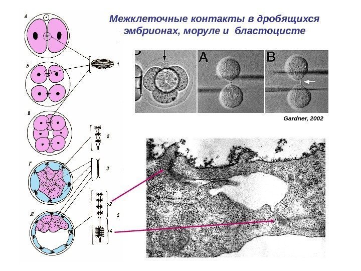 Межклеточные контакты в дробящихся эмбрионах, моруле и бластоцисте Gardner, 2002 