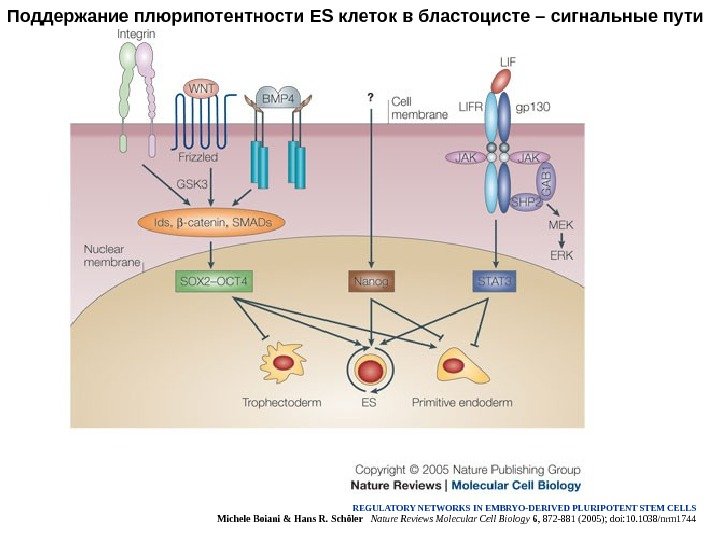 Поддержание плюрипотентности ES клеток в бластоцисте – сигнальные пути REGULATORY NETWORKS IN EMBRYO-DERIVED PLURIPOTENT