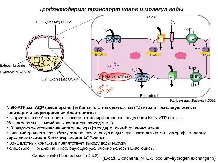 Na/K-ATPаза, AQP (аквапорины) и белки плотных контактов (TJ) играют основную роль в кавитации и