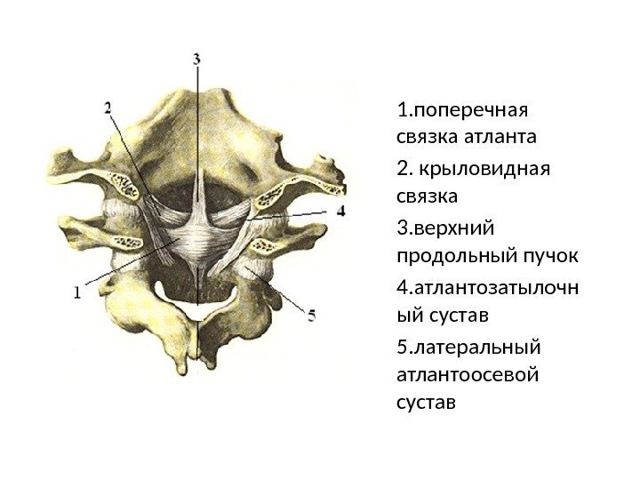 Между черепом и позвоночником. Связки атланто осевого сустава анатомия. Крыловидные связки атланто-осевого сустава. Связки атланто затылочного сустава. Срединный атлантоосевой сустав связки.