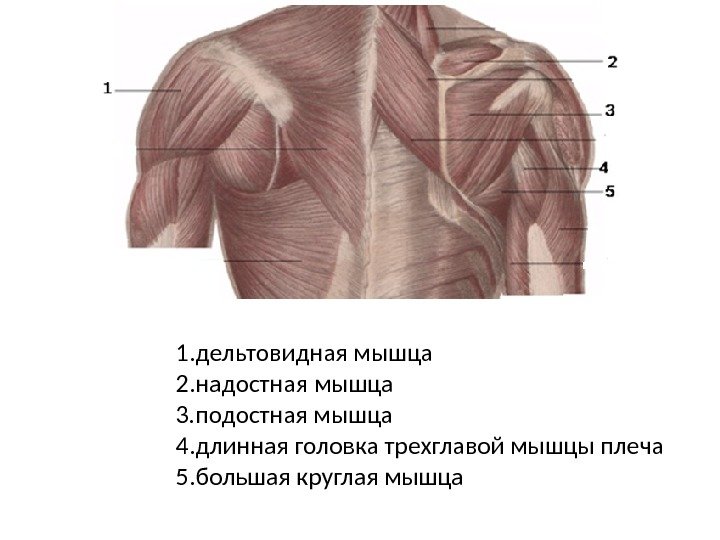 1. дельтовидная мышца 2. надостная мышца 3. подостная мышца 4. длинная головка трехглавой мышцы