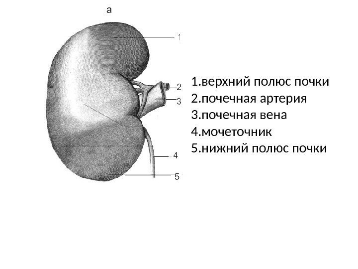 На вогнутом крае расположена почечная. Строение почки полюсы. Полюса почки анатомия. Строение почки верхний полюс. Верхний полюс левой почки анатомия.