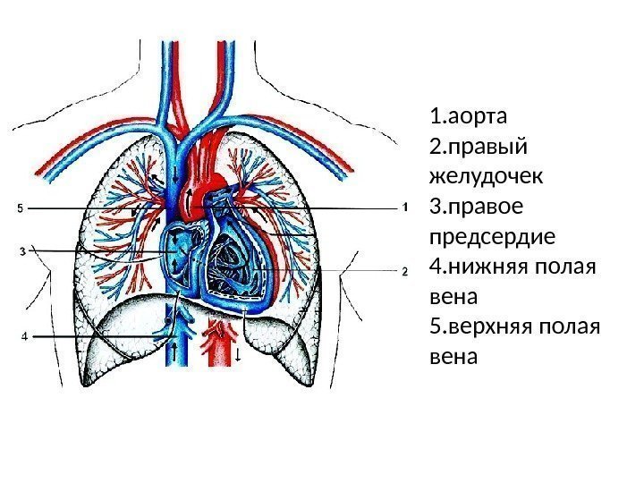 1. аорта 2. правый желудочек 3. правое предсердие 4. нижняя полая вена 5. верхняя