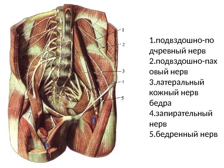 1. подвздошно-по дчревный нерв 2. подвздошно-пах овый нерв 3. латеральный кожный нерв бедра 4.