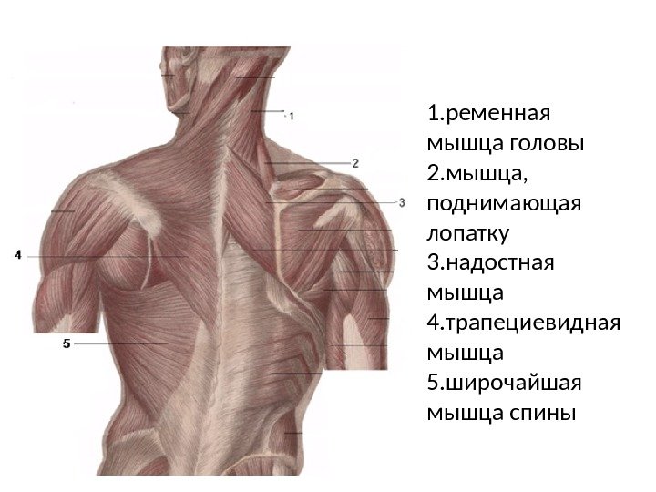 1. ременная мышца головы 2. мышца,  поднимающая лопатку 3. надостная мышца 4. трапециевидная