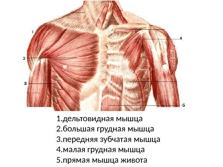 1. дельтовидная мышца 2. большая грудная мышца 3. передняя зубчатая мышца 4. малая грудная