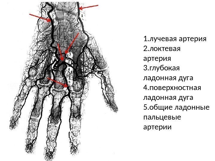 1. лучевая артерия 2. локтевая артерия 3. глубокая ладонная дуга 4. поверхностная ладонная дуга